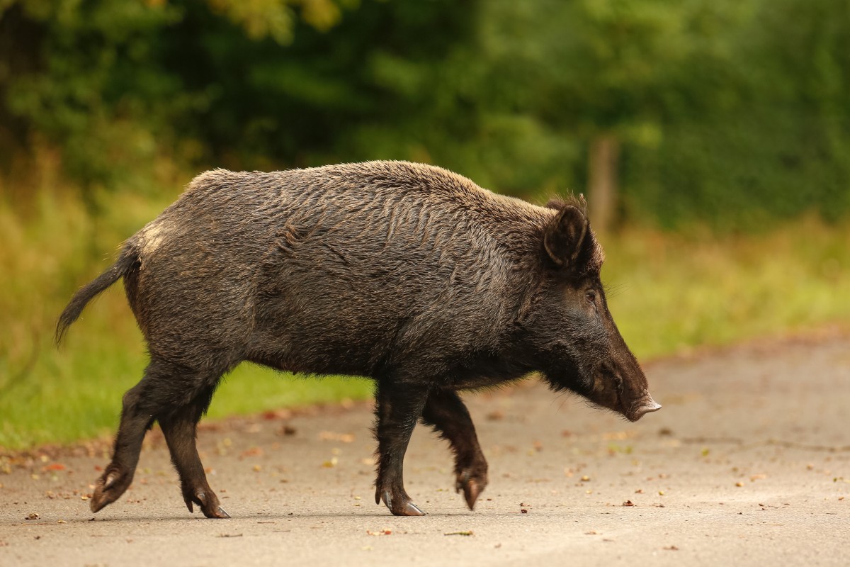 Kolizja auta z dzikim zwierzęciem – kto zapłaci za szkody?