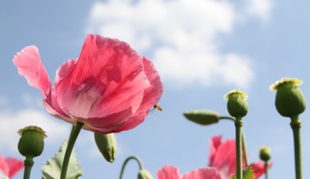 Polacy mogą być zmuszeni do zadowolenia się lokatami na 8 proc. Analitycy twierdzą, że lepiej nie będzie